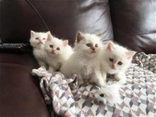 Drie Birman Kittens beschikbaar