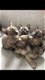 Mooie Birmaanse Kittens - 1 - Thumbnail