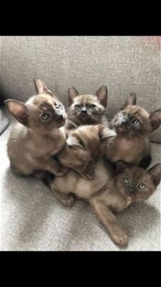 Mooie Birmaanse Kittens
