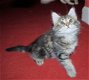 Mooie Maine Coon-katjes - 1 - Thumbnail