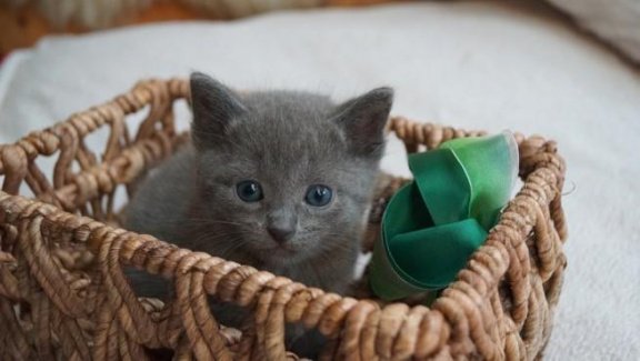 Russische Blue Tica geregistreerde kittens - 1