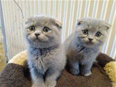 Stamboom Scottish Fold kittens.