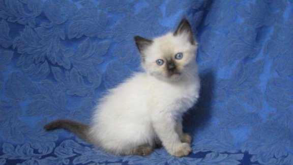 Leuke Siamese kittens beschikbaar - 1