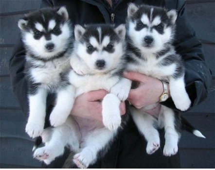 Siberische Husky Pups - 1