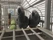 Uitgebreide Vocabularious Congo Afrikaanse grijze papegaaien - 1 - Thumbnail