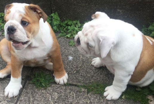 Schattige uitstekende Engelse Bulldog-puppy's - 1