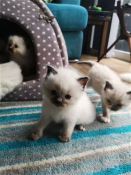 Mooie Ragdoll Kittens - 1
