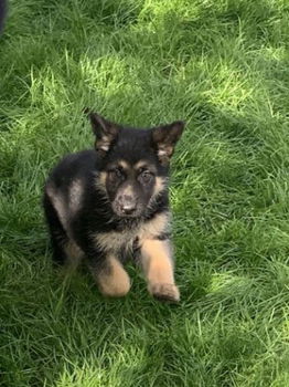 Kc Geregistreerd Duitse herder puppy's Nu klaar - 1