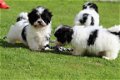 Shih Tzu-puppy's, op zoek naar nieuwe huizen - 1 - Thumbnail