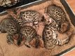 Leuke Bengaalse Kittens beschikbaar - 1 - Thumbnail