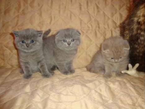 Gezonde Scottish Fold Kittens te koop - 1