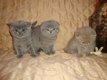 Gezonde Scottish Fold Kittens te koop - 1 - Thumbnail