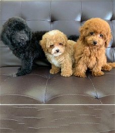 Toy Poodle-puppy's
