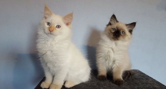 Siberische kittens voor het verzorgen van huizen - 1