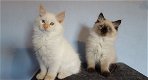 Siberische kittens voor het verzorgen van huizen - 1 - Thumbnail