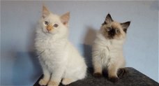 Siberische kittens voor het verzorgen van huizen