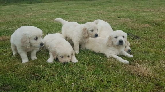 4 prachtige Golden Retriever-puppy's te koop - 1