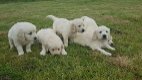 4 prachtige Golden Retriever-puppy's te koop - 1 - Thumbnail