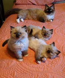 Chocolade mitted - Ragdoll Kittens