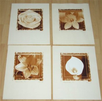 BLOEMEN WIT MET BRUINE ACHTERGROND 4 POSTERS NIEUW - 1