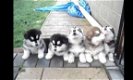 Alaskan Malamute Pups - 1 - Thumbnail