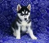 Geregistreerde Siberische Husky Puppies voor adopti - 1