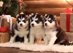 Mannelijke en vrouwelijke Siberische Husky puppy's te koop - 1