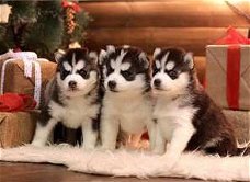 Mannelijke en vrouwelijke Siberische Husky puppy's te koop