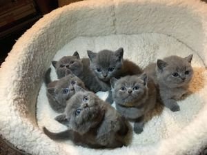 Mooie blauwe Britse korthaar kittens klaar voor een nieuw huis - 1
