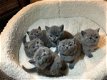 Mooie blauwe Britse korthaar kittens klaar voor een nieuw huis - 1 - Thumbnail