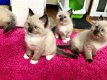 Uitzonderlijke Ragdoll-kittens nu klaar - 2 - Thumbnail