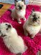 Uitzonderlijke Ragdoll-kittens nu klaar - 3 - Thumbnail