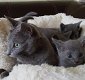 Schattige Russische blauwe kittens die nu naar voor altijd huizen willen gaan. - 1 - Thumbnail