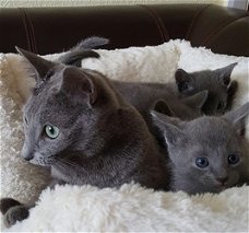 Schattige Russische blauwe kittens die nu naar voor altijd huizen willen gaan.