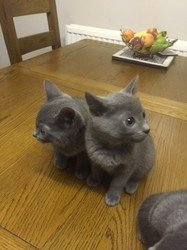 Schattige Russische blauwe kittens die nu naar voor altijd huizen willen gaan. - 2