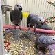 Super tamme Afrikaanse grijze papegaaien nu beschikbaar - 1 - Thumbnail