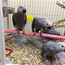 Super tamme Afrikaanse grijze papegaaien nu beschikbaar