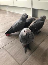 Afrikaanse grijze papegaaien klaar voor een nieuw huis - 1