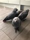 Afrikaanse grijze papegaaien klaar voor een nieuw huis - 1 - Thumbnail