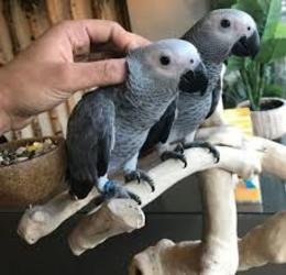 Afrikaanse grijze papegaaien klaar voor een nieuw huis - 2