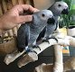 Afrikaanse grijze papegaaien klaar voor een nieuw huis - 2 - Thumbnail