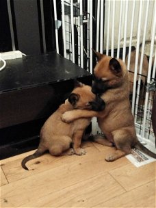 Belgian Shepherd Pups