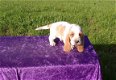 Bassett Hound-puppy's - 1 - Thumbnail