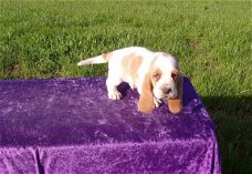 Bassett Hound-puppy's