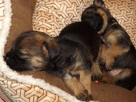 Border Terrier-puppy's - 1