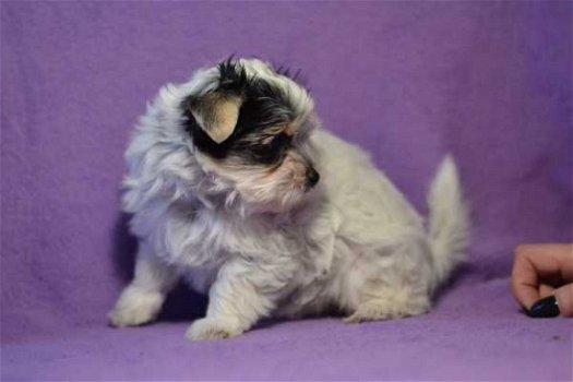 Prachtige Biewer Terrier-puppy's - 1