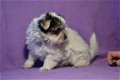 Prachtige Biewer Terrier-puppy's - 1 - Thumbnail