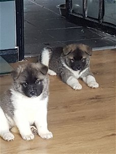 Prachtige Amerikaanse Akita Pups