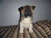 Akita-puppy's - 1 - Thumbnail