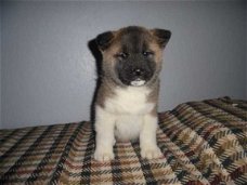 Akita-puppy's